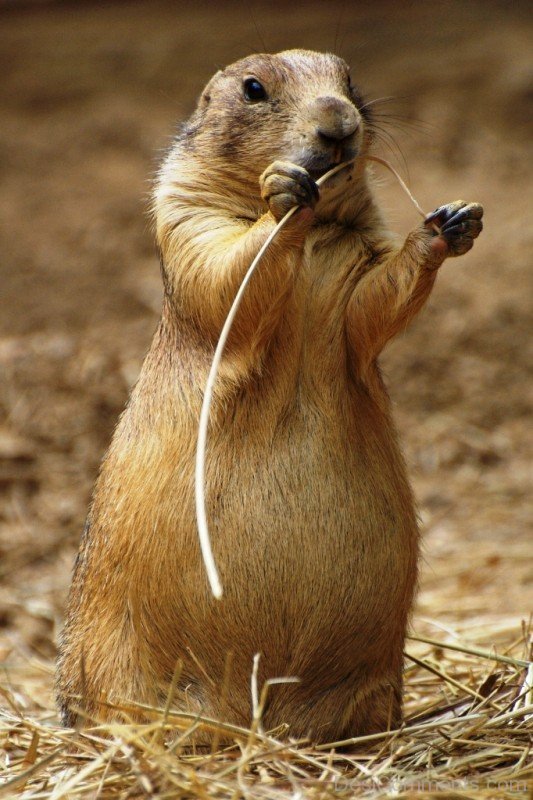 Wild Animal Prairie Dog-adb025dcpoop25