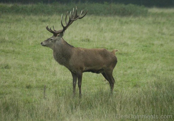 Wild Animal Red Deer Image-db350