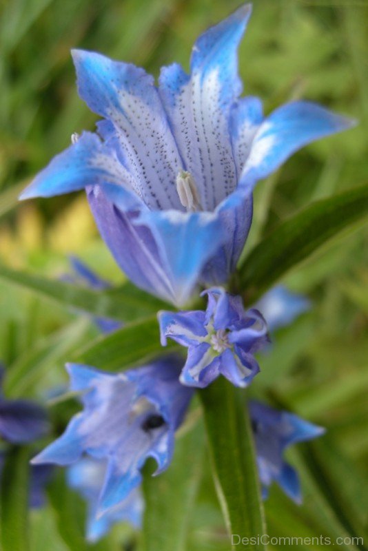 Willow Gentian Flower Image-ujy519DCDesi10