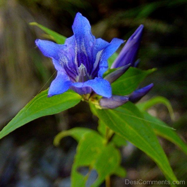 Willow Gentian Flower