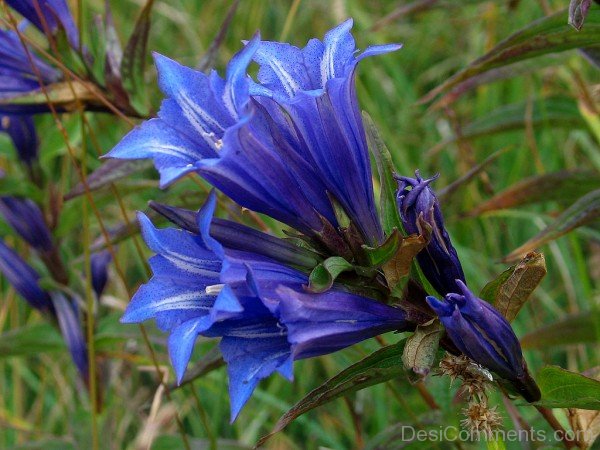 Willow Gentian Flowers Image