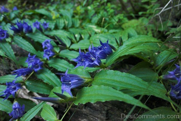 Willow Gentian Flowers Photo