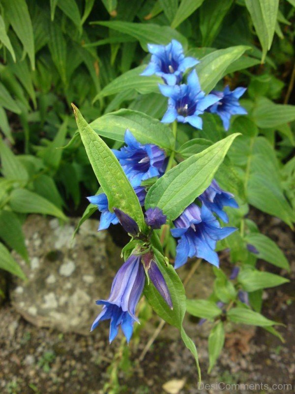 Willow Gentian Flowers Picture