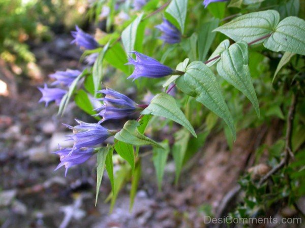 Willow Gentian Flowers With Green Leaves
