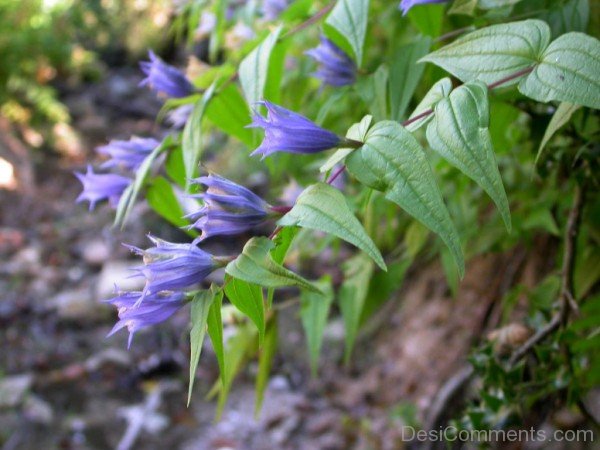 Willow Gentian Flowers With Green Leaves-ujy524DCDesi08