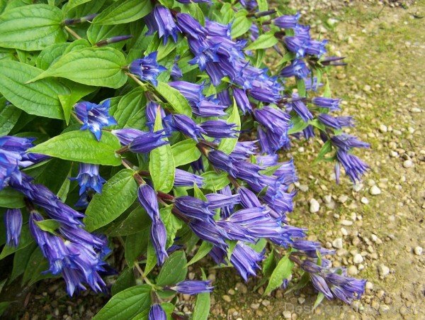 Willow Gentian Flowers