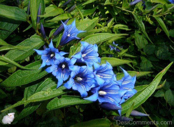 Willow Gentian Image