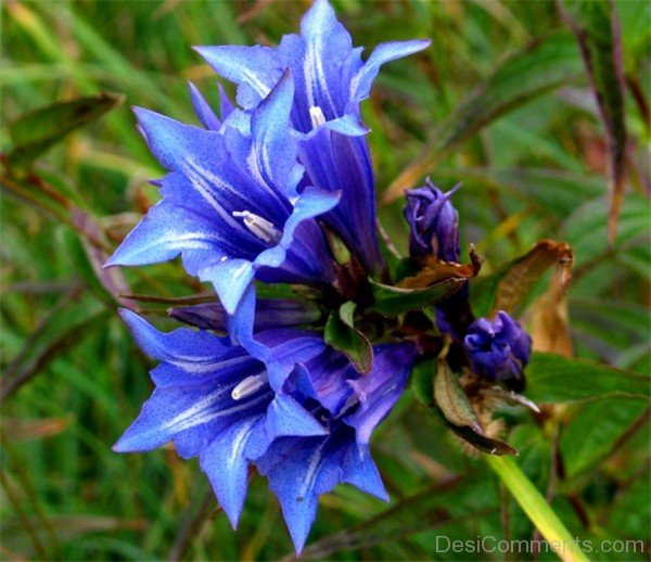 Willow Gentian Photo