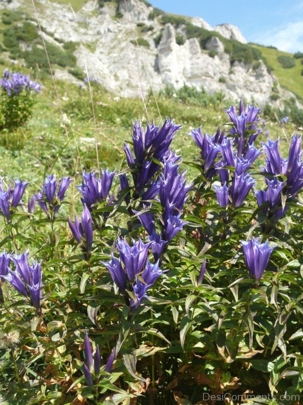 Willow Gentian Picture