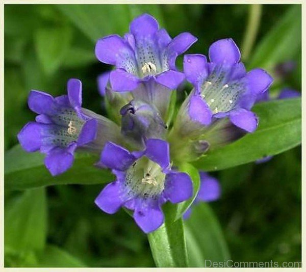 Wonderful Dahurian Gentian Flowers-kyu730DC0DEsi02