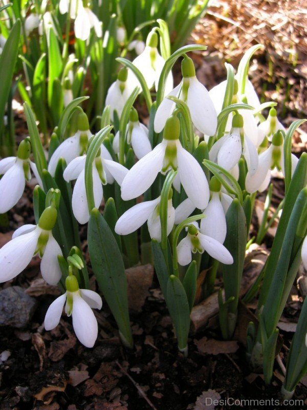 Wonderful Elwes's Snowdrop Flowers-dft531DEsi023