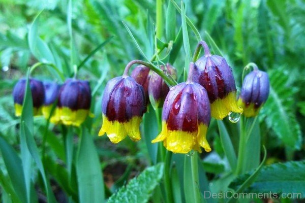 Wonderful Fritillaria Michailovskyl Flowers-yup830DCop12