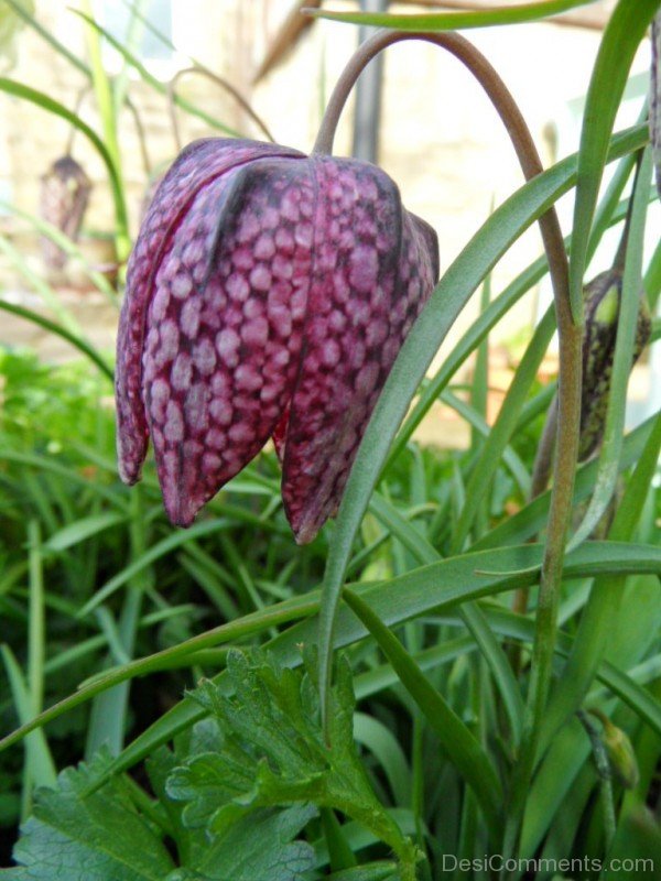 Wonderful Fritillaria Montana Flower-try530DCDesi14