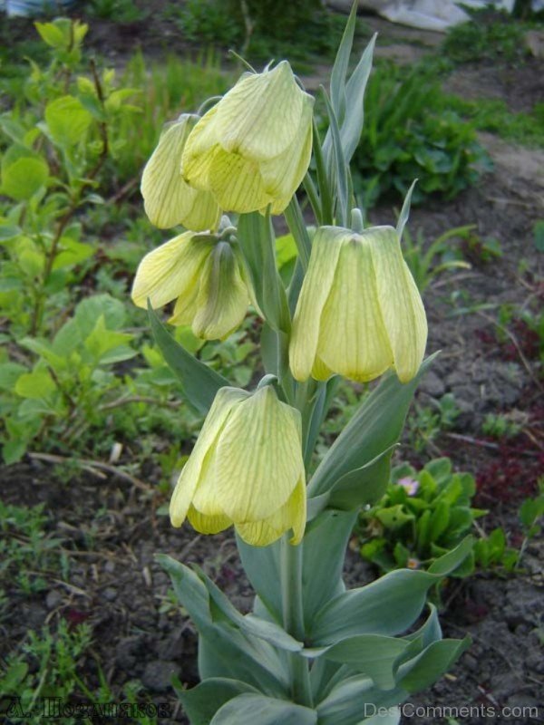 Wonderful Fritillaria Pallidiflora Flowers-fgt630DC00DC014