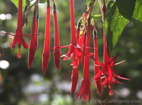 Wonderful Fuchsia Boliviana Flowers-bgh5630DCDESI09