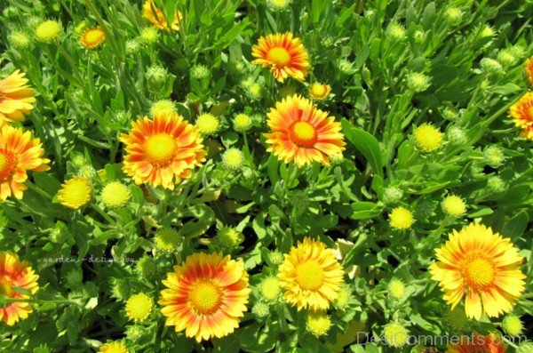 Wonderful Gaillardia X Grandiflora Flowers-lkg129DCDEsi22