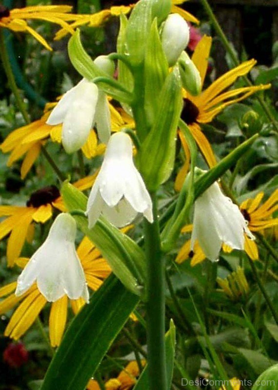 Wonderful Galtonai Candicans Flowers