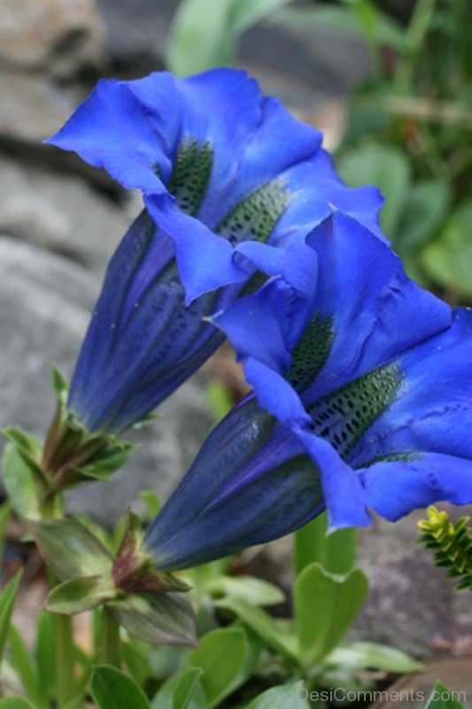 Wonderful Gentiana Acaulis Flowers-yui832DC12323