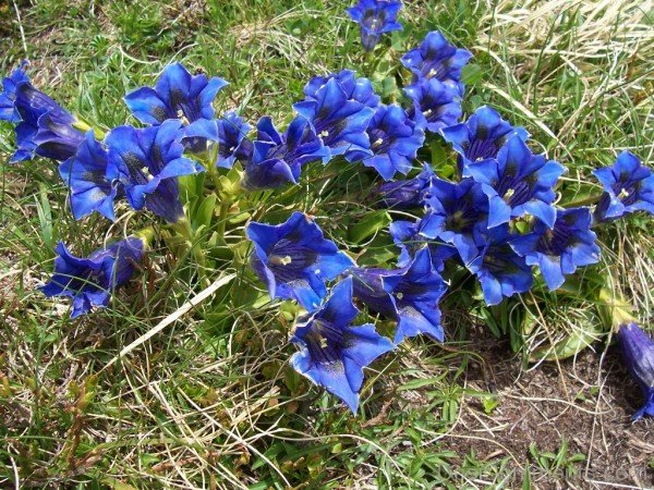 Wonderful Gentiana Clusii-YUP933DC9829