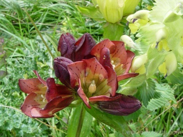 Wonderful Gentiana Purpurea