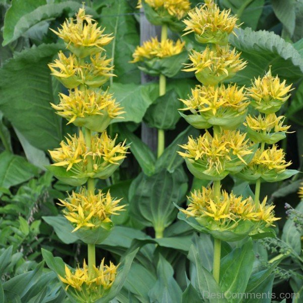 Wonderful Giant Yellow Gentian Flowers-jha330D9DC12