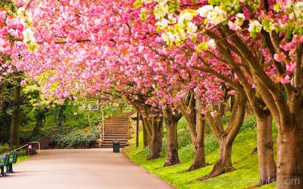 Wonderful Image Of  Spring