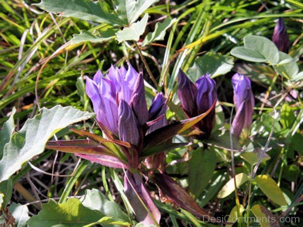 Wonderful Japanese Gentian Flowers