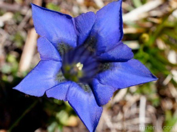 Wonderful Pyrenean Trumpet Gentian