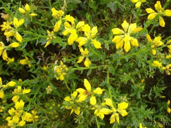 Wonderful Spanish Gorse Flowers
