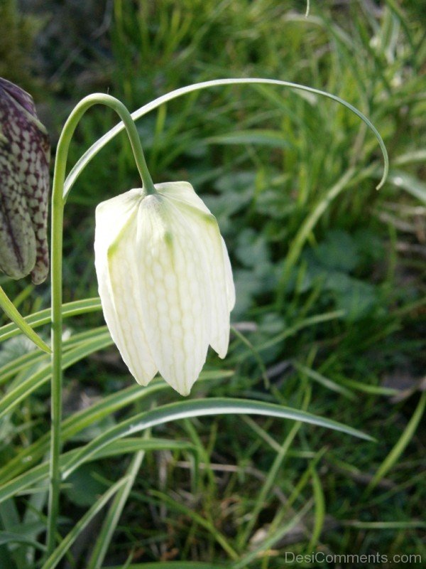 Wonderful White Snake's Head Fritillary-xse230DC12326