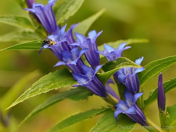 Wonderful Willow Gentian