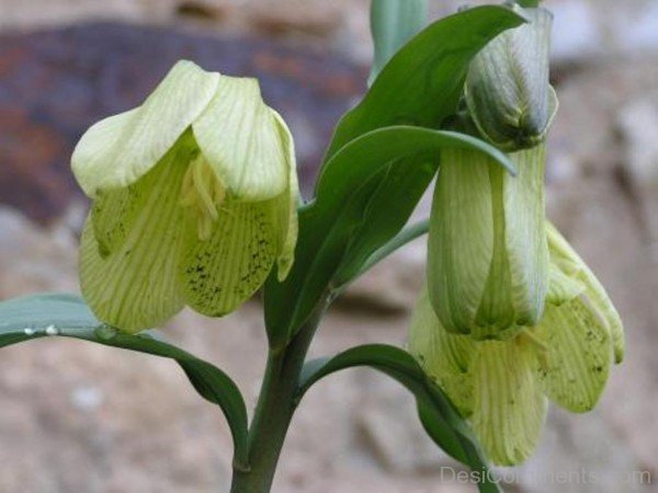 Yellow Fritillaria Pallidiflora Flowers-fgt631DC00DC001