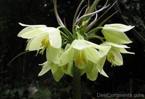 Yellow Fritillaria Raddeana Flowers