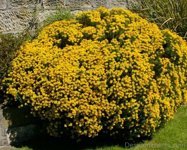 Yellow Spanish Gorse Flowers