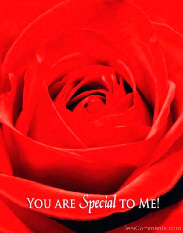 You Are Special To Me Red Rose Image-tbw248IMGHANS.COM18