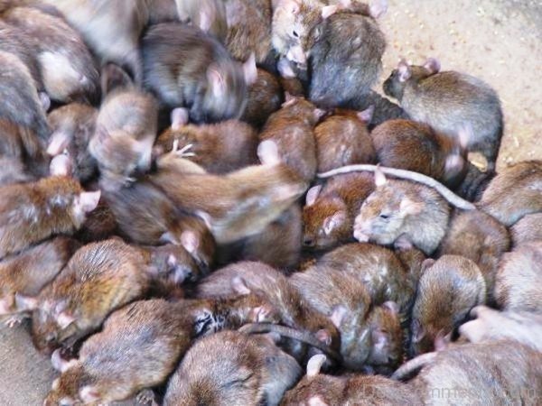 desicomm-Rats Group-adb91515