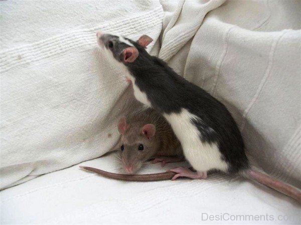 desicomm-Two Rats-adb91818