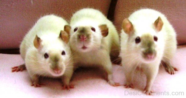 desicomm-White Rats Picture-adb92020