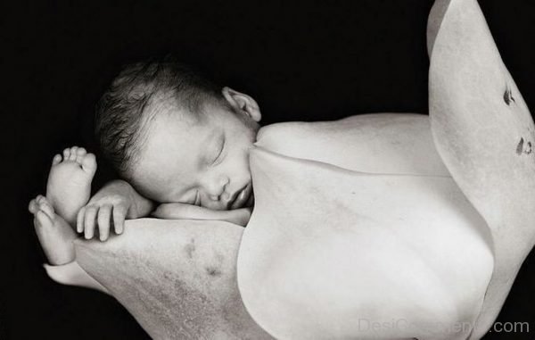 sleeping Baby In White Rose-194