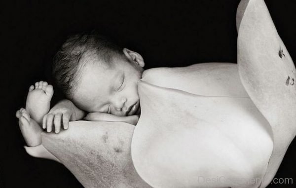 sleeping Baby In White Rose